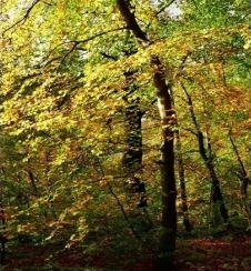 Nový produkt: Hydroxypropyl tetrahydropyran triol (rozpustný v oleji)